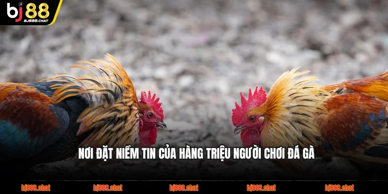 Nơi đặt niềm tin của hàng triệu người chơi đá gà