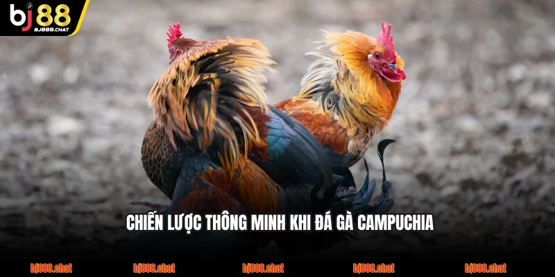 Chiến lược thông minh khi đá gà Campuchia BJ88