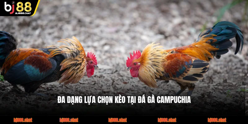 Đa dạng lựa chọn kèo tại đá gà Campuchia BJ88