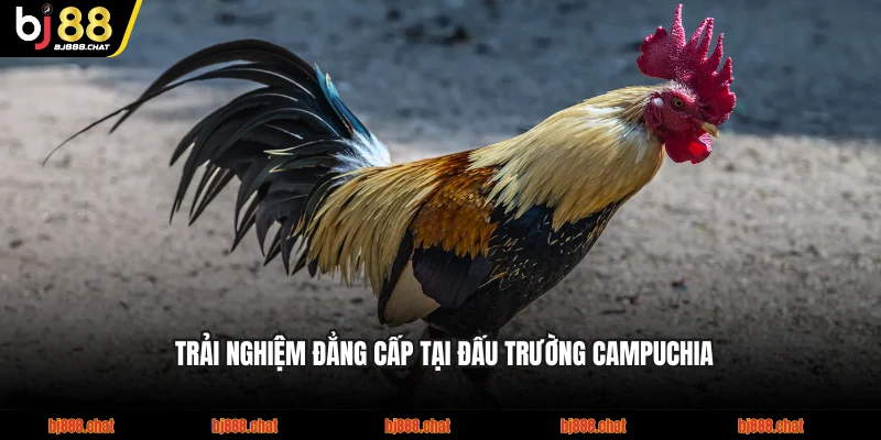 Trải nghiệm đẳng cấp tại đấu trường Campuchia