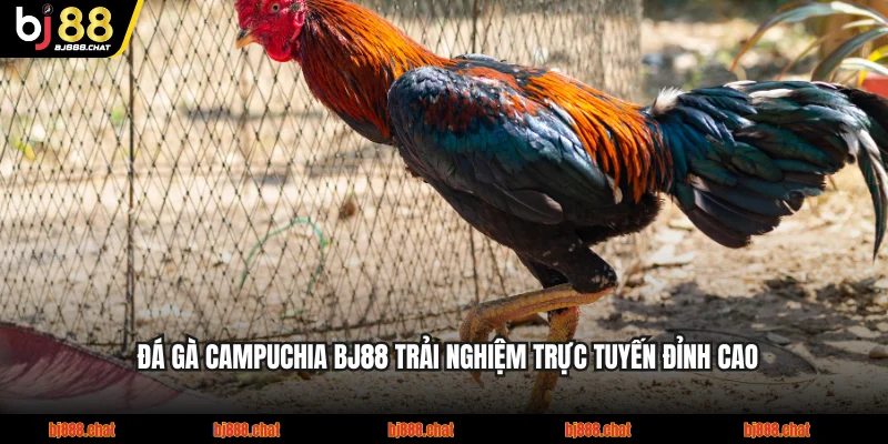 Đá Gà Campuchia BJ88 Trải Nghiệm Trực Tuyến Đỉnh Cao