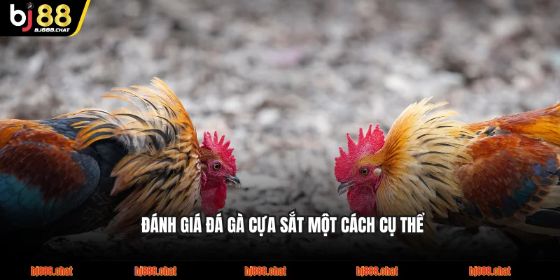 Đánh giá đá gà cựa sắt một cách cụ thể