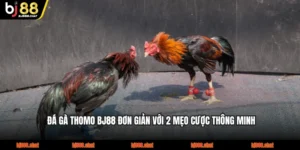 Đá Gà Thomo BJ88 Đơn Giản Với 2 Mẹo Cược Thông Minh