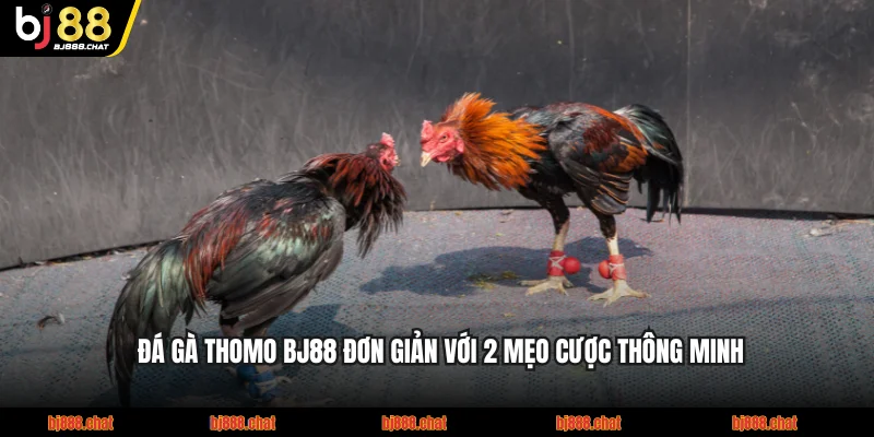 Đá Gà Thomo BJ88 Đơn Giản Với 2 Mẹo Cược Thông Minh