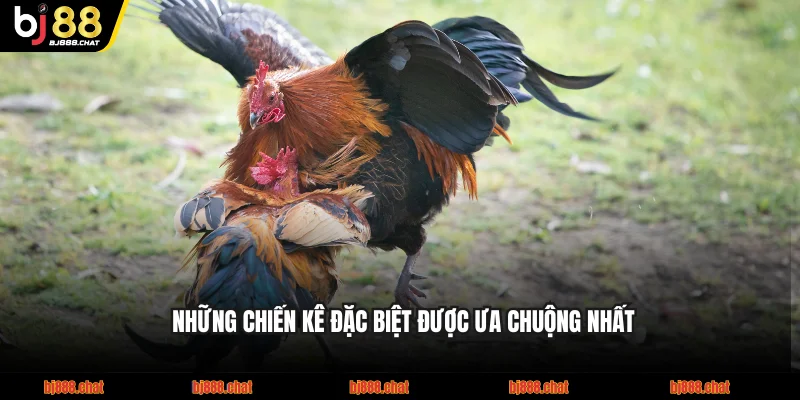 Những chiến kê đặc biệt được ưa chuộng nhất