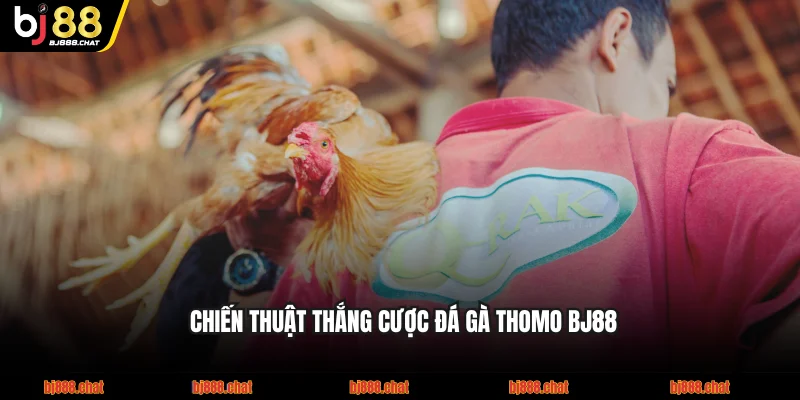 Chiến thuật thắng cược đá gà thomo BJ88