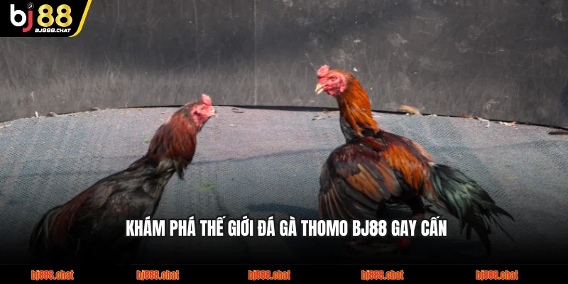 Khám phá thế giới đá gà thomo BJ88 gay cấn