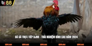 Đá Gà Trực Tiếp BJ88 - Trải Nghiệm Đỉnh Cao Năm 2024