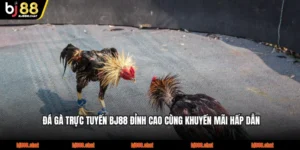 Đá Gà Trực Tuyến BJ88 Đỉnh Cao Cùng Khuyến Mãi Hấp Dẫn