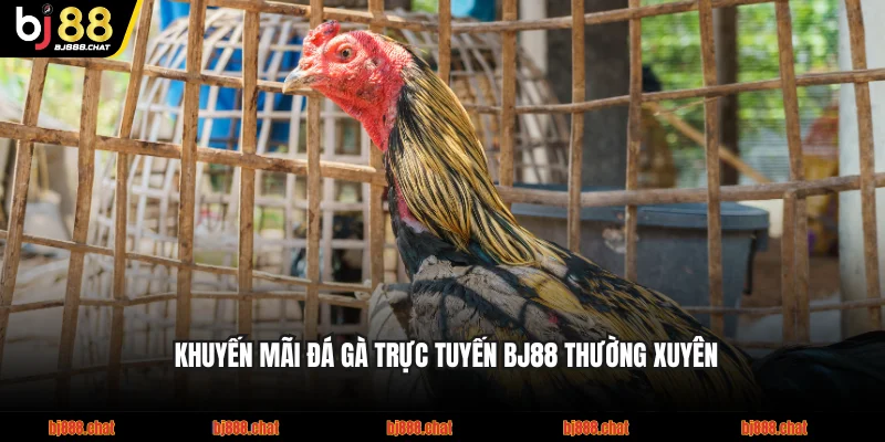 Khuyến mãi đá gà trực tuyến BJ88 thường xuyên