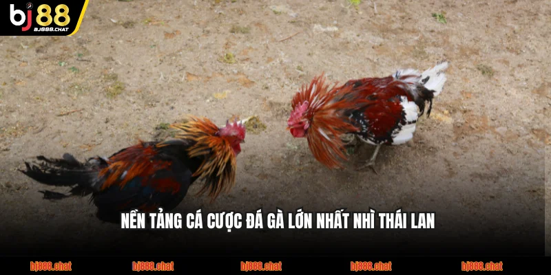 Nền tảng cá cược đá gà lớn nhất nhì Thái Lan