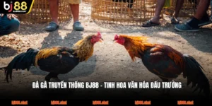 Đá Gà Truyền Thống BJ88 - Tinh Hoa Văn Hóa Đấu Trường