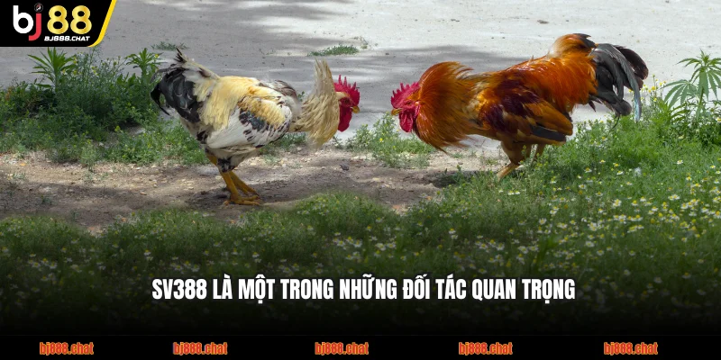 SV388 là một trong những đối tác quan trọng thị trường đá gà