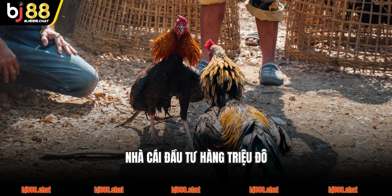 Nhà cái đầu tư hàng triệu đô mang đá gà lên sàn trực tuyến